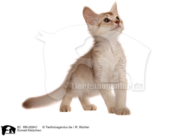 Somali Ktzchen / Somali Kitten / RR-26841
