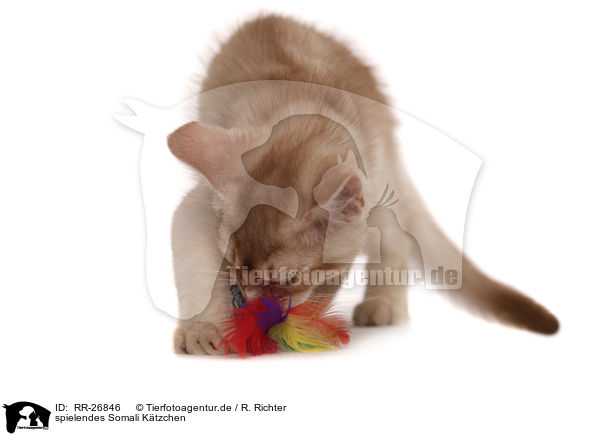 spielendes Somali Ktzchen / playing Somalian Kitten / RR-26846