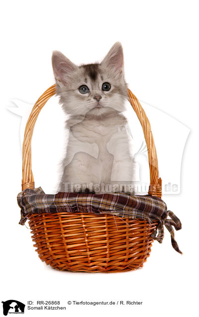 Somali K�tzchen / Somali Kitten / RR-26868