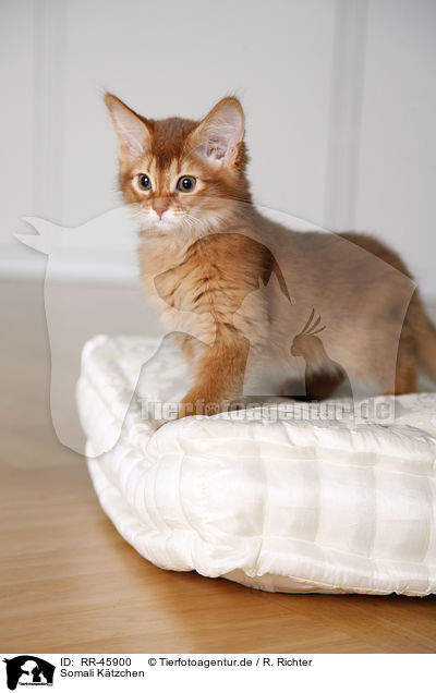 Somali Ktzchen / somalian kitten / RR-45900