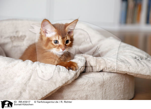 Somali Ktzchen / somalian kitten / RR-45917