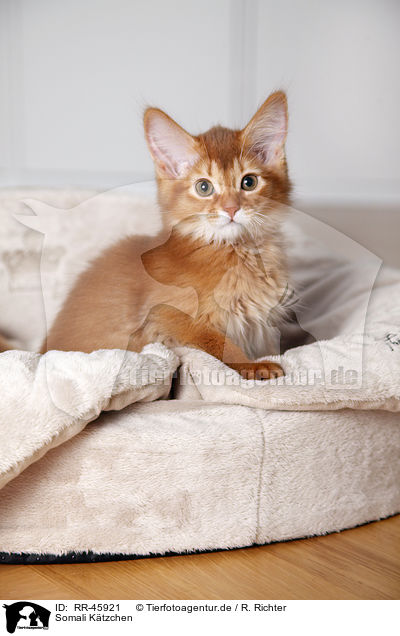 Somali Ktzchen / somalian kitten / RR-45921
