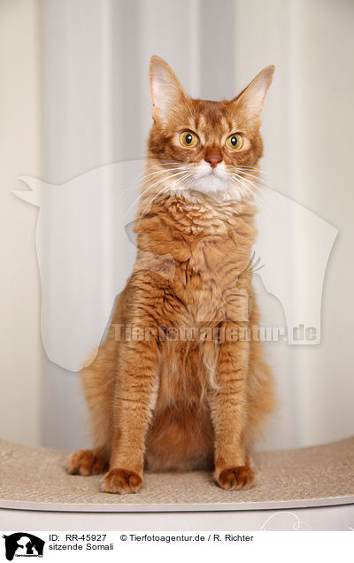 sitzende Somali / sitting somalian cat / RR-45927