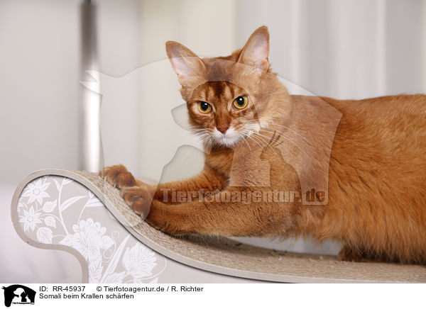 Somali beim Krallen schrfen / somalian cat / RR-45937