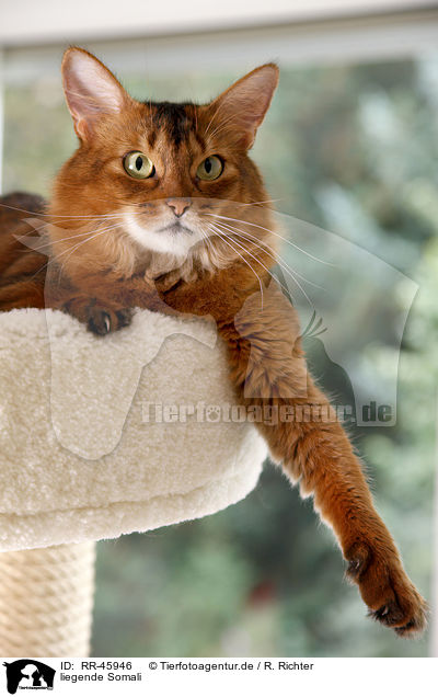 liegende Somali / lying somalian cat / RR-45946