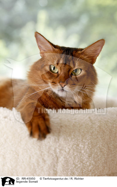 liegende Somali / lying somalian cat / RR-45950