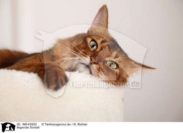 liegende Somali / lying somalian cat / RR-45952