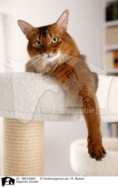 liegende Somali / lying somalian cat / RR-45960