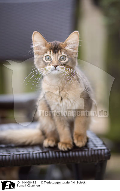 Somali Ktzchen / NN-08472