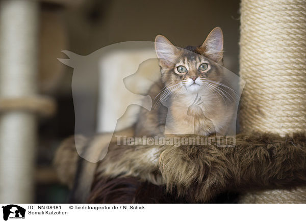 Somali Ktzchen / Somali kitten / NN-08481