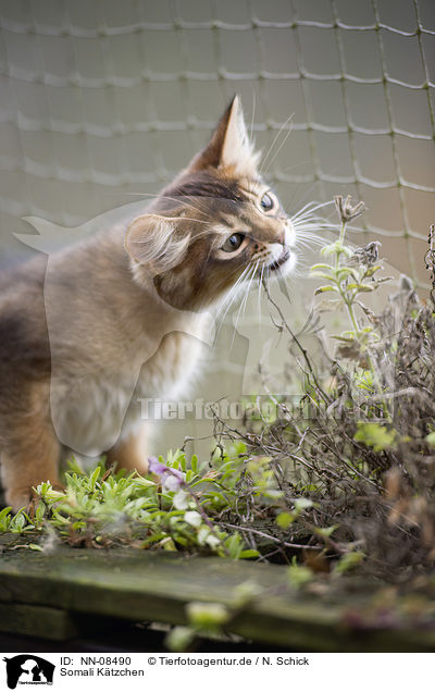 Somali Ktzchen / Somali kitten / NN-08490
