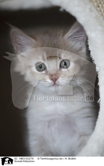 Somali Ktzchen / Somali Kitten / HBO-02279