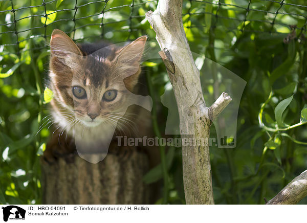 Somali Ktzchen / Somali Kitten / HBO-04091