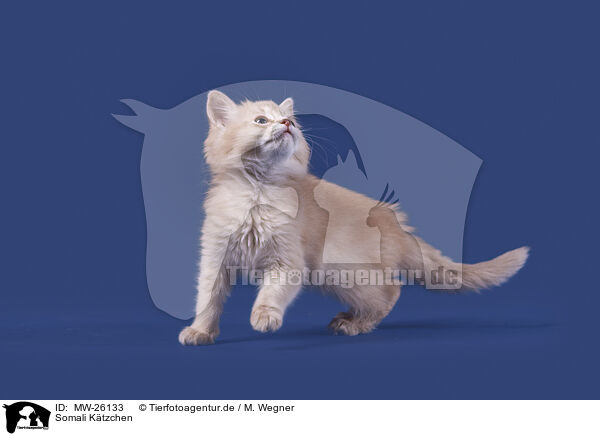Somali Ktzchen / Somali Kitten / MW-26133
