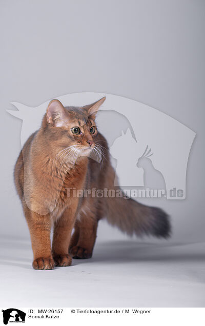 Somali Katze / Somali Cat / MW-26157