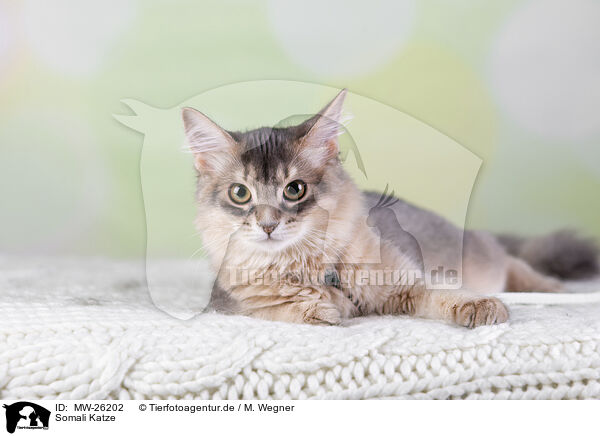Somali Katze / Somali Cat / MW-26202