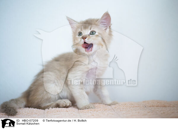 Somali Ktzchen / Somali Kitten / HBO-07209