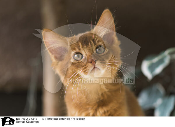 Somali K�tzchen / HBO-07217
