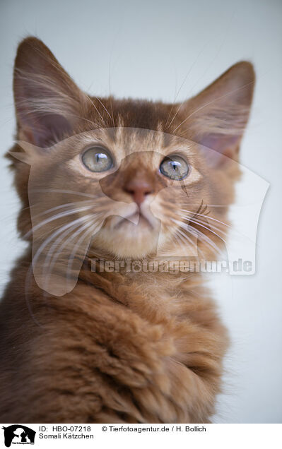 Somali Ktzchen / Somali Kitten / HBO-07218