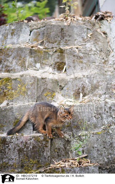 Somali Ktzchen / Somali Kitten / HBO-07219