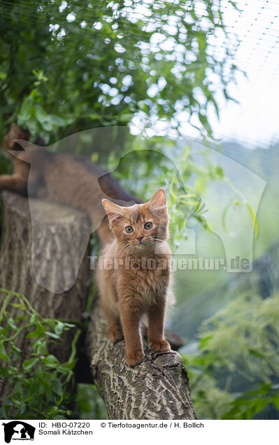Somali Ktzchen / Somali Kitten / HBO-07220