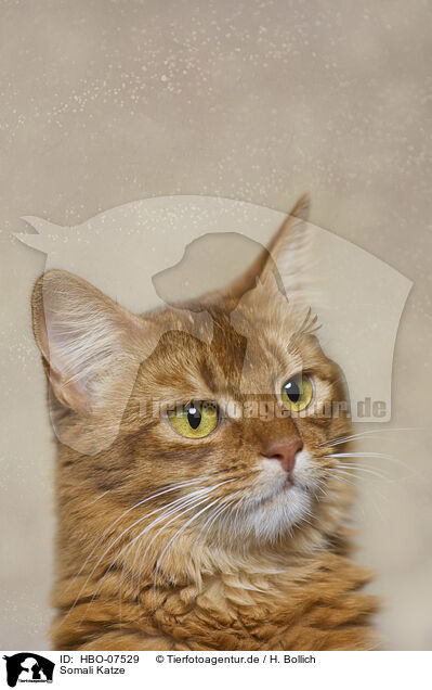 Somali Katze / Somalian cat / HBO-07529