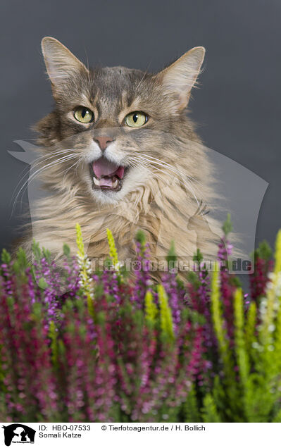 Somali Katze / HBO-07533