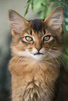 Somali Ktzchen Portrait