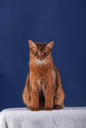 Somali Katze