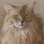 Somali Katze