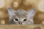 Somali Katze