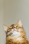 Somali Katze