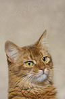 Somali Katze