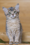 Somali Katze