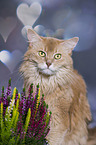 Somali Katze