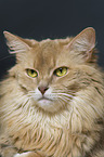 Somali Katze