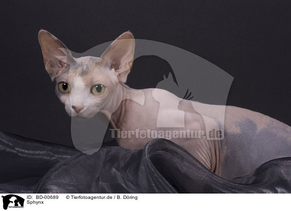 Sphynx / BD-00689