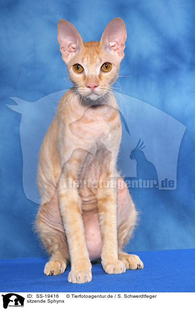 sitzende Sphynx / sitting Sphynx / SS-19416