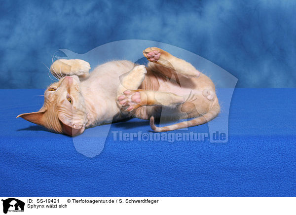Sphynx w�lzt sich / rolling Sphynx / SS-19421
