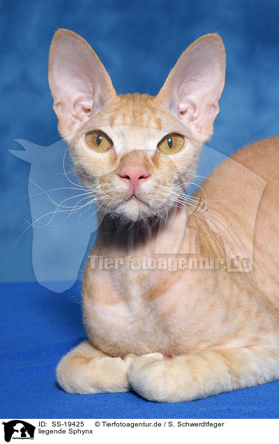 liegende Sphynx / lying Sphynx / SS-19425