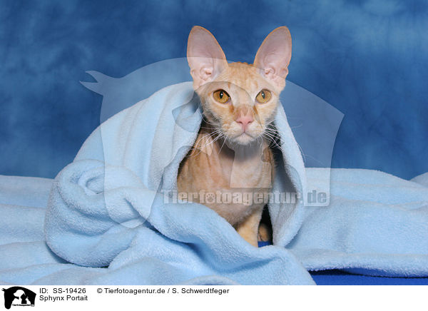 Sphynx Portait / SS-19426