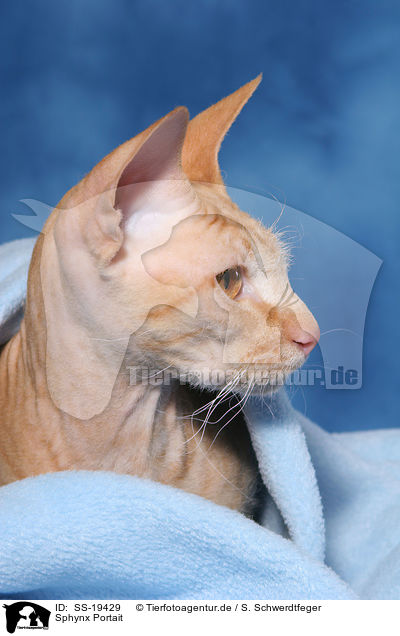 Sphynx Portait / Sphynx Portait / SS-19429