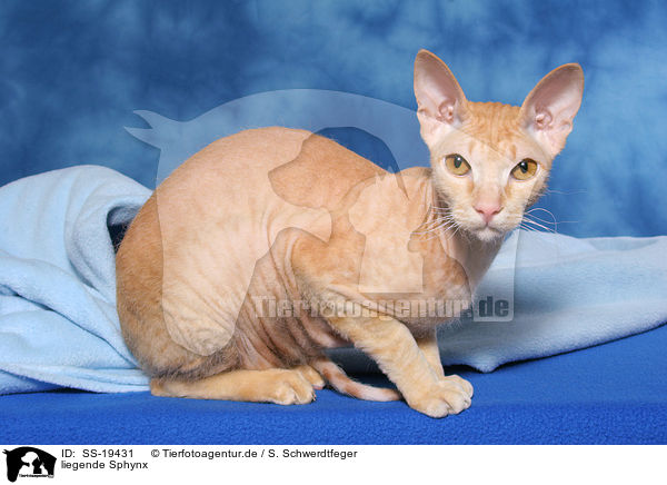 liegende Sphynx / lying Sphynx / SS-19431