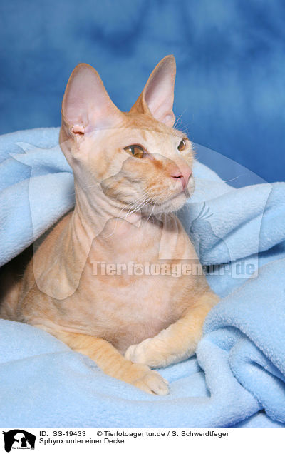 liegende Sphynx / lying Sphynx / SS-19433
