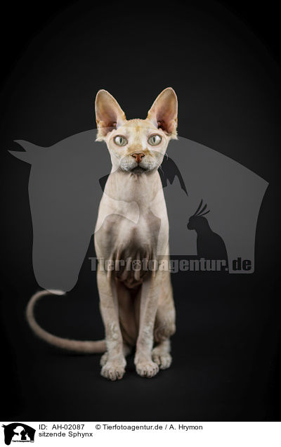 sitzende Sphynx / sitting Sphynx / AH-02087