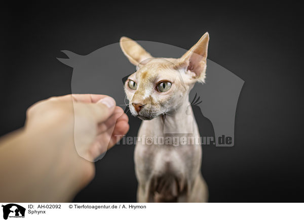 Sphynx / Sphynx / AH-02092