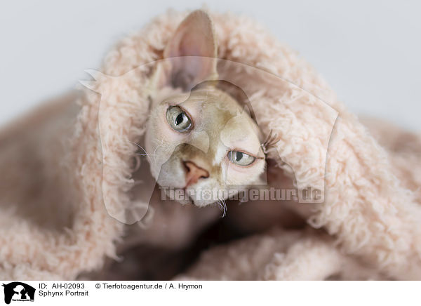 Sphynx Portrait / Sphynx portrait / AH-02093