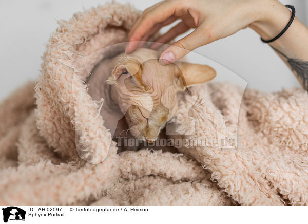 Sphynx Portrait / Sphynx portrait / AH-02097