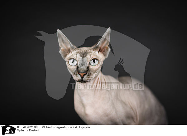 Sphynx Portrait / Sphynx portrait / AH-02100