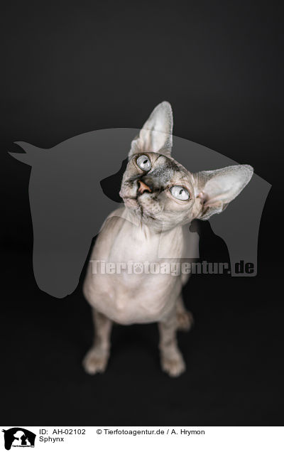 Sphynx / Sphynx / AH-02102